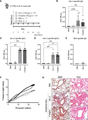 Alt a 1 Promotes Allergic Asthma In Vivo Through TLR4-Alveolar Macrophages